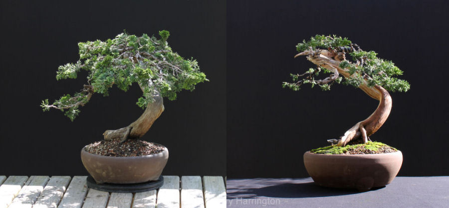 juniper before and after